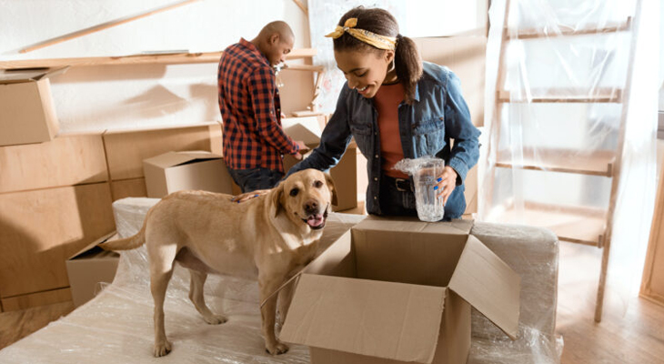 Moving With Pets